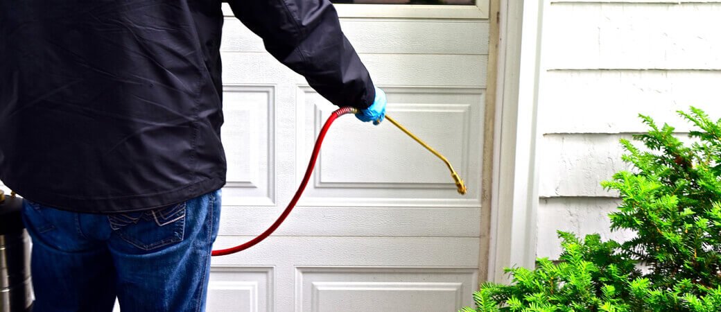 dedetização dedetizadora nacional