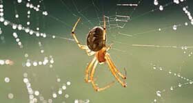 Dedetizadora no Rio de Janeiro