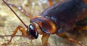 Dedetizadora no Rio de Janeiro