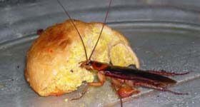 Dedetizadora no Rio de Janeiro