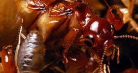 Dedetizadora no Rio de Janeiro