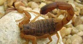 Dedetizadora no Rio de Janeiro