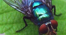 Dedetizadora no Rio de Janeiro