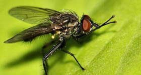 Dedetizadora no Rio de Janeiro